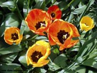 Jar / Frhling / Spring
