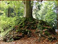 Jesen / Herbst / Autumn