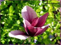 Kvety 1 / Blumen 1 / Flowers 1 